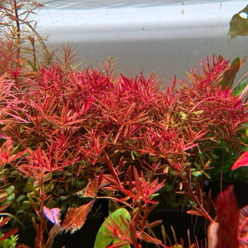 [Min] Rotala Vietnam โรทาร่าเวียดนามh'ra ไม้น้ำหลังตู้สีแดงลึกเข้ม ทำพุ่มได้ง่าย สำหรับการตกแต่งตู้ปลา จำนวน 15กิ่ง