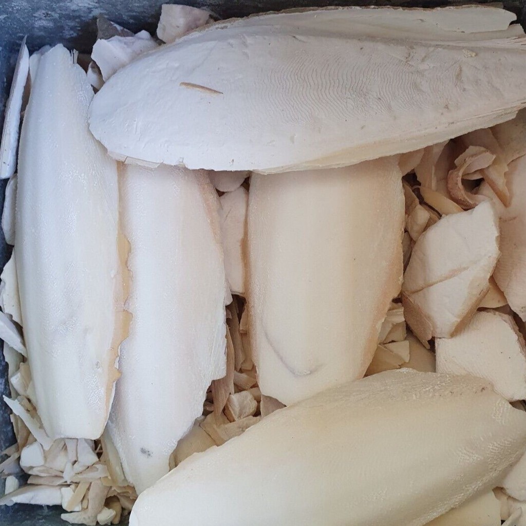 กระดองปลาหมึก ลิ้นทะเล บักเตาขัก Cuttle bone ชนิดแบบแห้ง แบบชิ้น 50 กรัม
