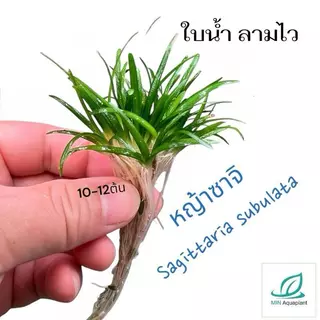 หญ้าซาจิ ใบน้ำ sagitaria ใบน้ำแท้ ลามไวกว่าใบบก ทนถึกเลี้ยงง่ายมาก 12ต้น+ต่อชุด ไม้น้ำ ไม่ง้อco2ถัง ไม้พื้นlow tech