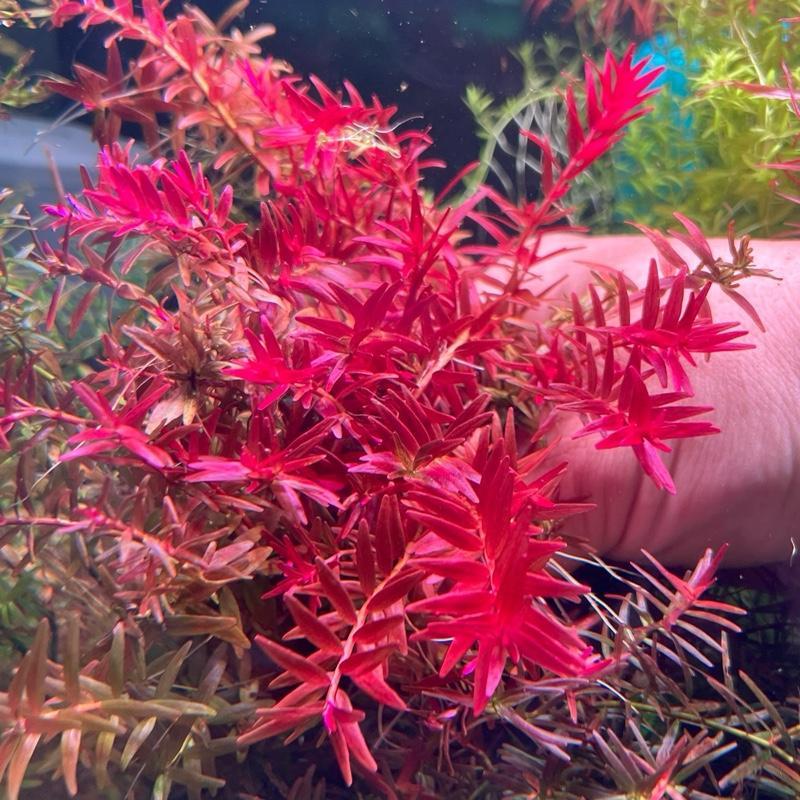 [MIN] Rotala bloodred โรทาร่า บลัดเรดสีส้มจนถึงแดงเข้มขึ้นอยู้กับไฟ 15 กิ่งต่อชุด
