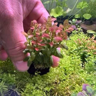 [MIN] วาบิธูปแดง rotala maxican แค่วางจบ ใบเล็กน่ารักสีส้มเข้ม ไฟแรงๆสีออกแดงอมส้มได้ ต้นตั้งตรงไม่เลื้อย โตปานกลาง