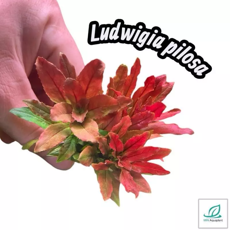 [MIN] ลัดวิเจียปิโลซ่า หรือ ludwigia sphaerocarpa /pilosa