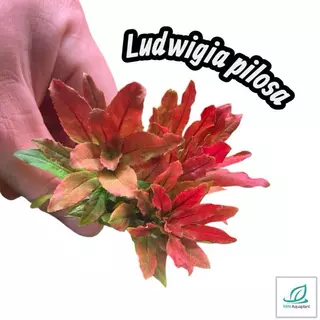 [MIN] ลัดวิเจียปิโลซ่า หรือ ludwigia sphaerocarpa /pilosa