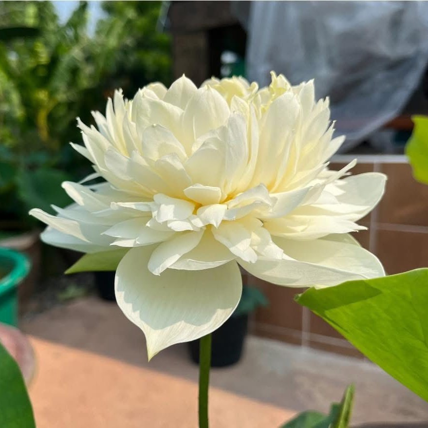 5 เมล็ด ดอกบัว บัวสี บัว เลี้ยงในอ่างได้ สายพันธุ์ บัวหลวงมิลลิ