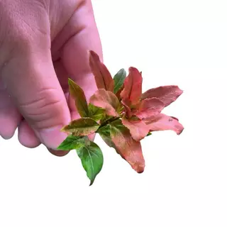 [MIN] ลัดวิเจียปิโลซ่า หรือ ludwigia sphaerocarpa /pilosa