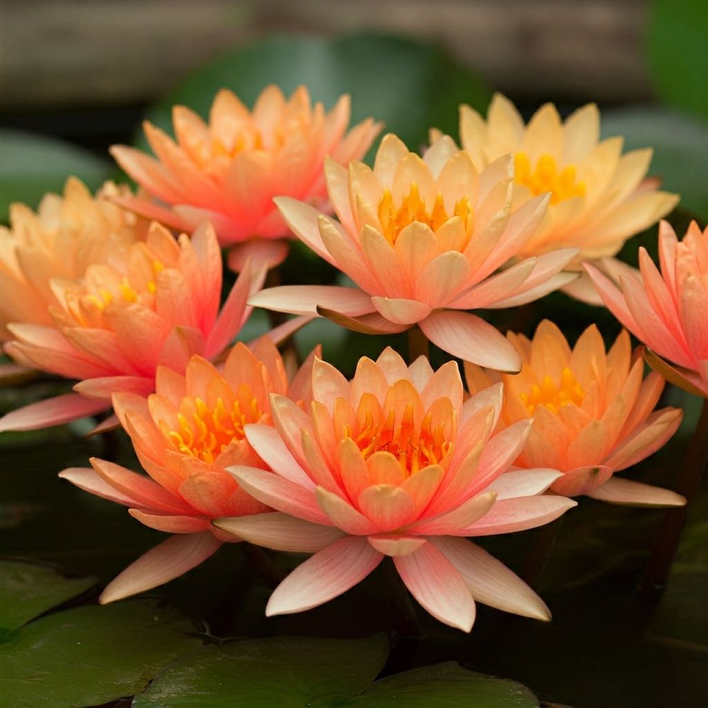 5 เมล็ด ดอกบัว บัว บัวสี Lotus Seeds สายพันธุ์ ส้มมงคล