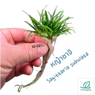 หญ้าซาจิ ใบน้ำ sagitaria ใบน้ำแท้ ลามไวกว่าใบบก ทนถึกเลี้ยงง่ายมาก 12ต้น+ต่อชุด ไม้น้ำ ไม่ง้อco2ถัง ไม้พื้นlow tech