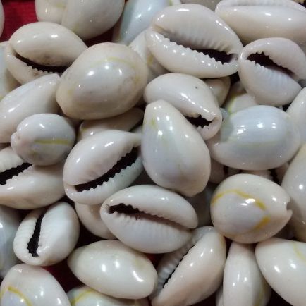หอยเบี้ย เบี้ยจั่น Cowrie shell แบบชิ้น 50 กรัม