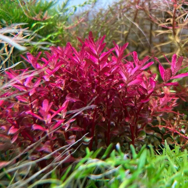 [MIN] Rotala colorata ไม้น้ำ ไม้แดงหลังตู้ ยอดนิยม แดงง่ายที่สุด no co2ได้ 15กิ่งต่อชุด