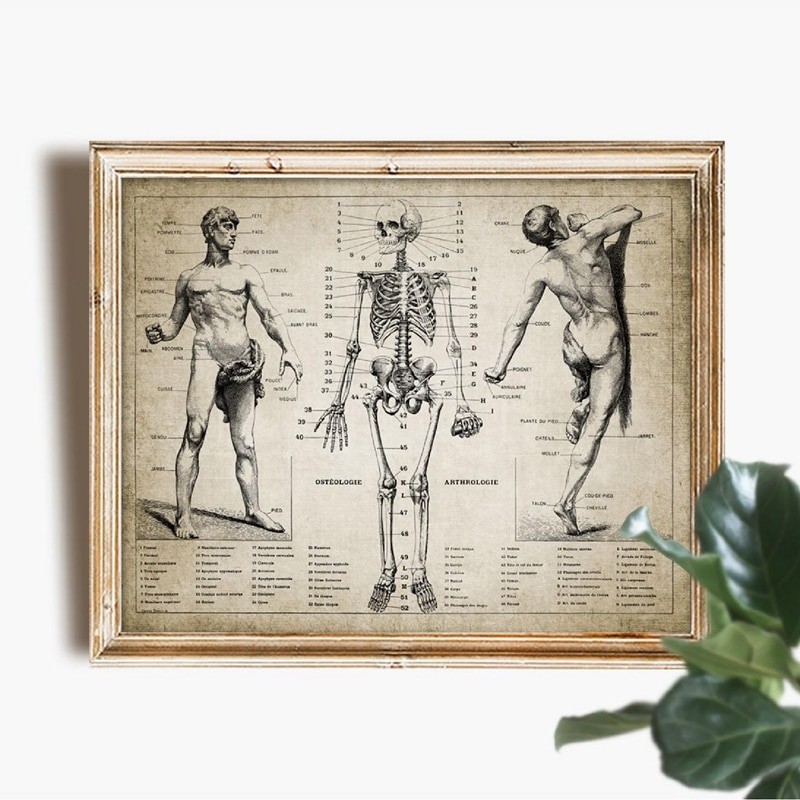 Hot Human Anatomy Skeleton French Language Medical Poster - Vintage Wall Art ภาพวาดผ้าใบสําหรับตกแต่