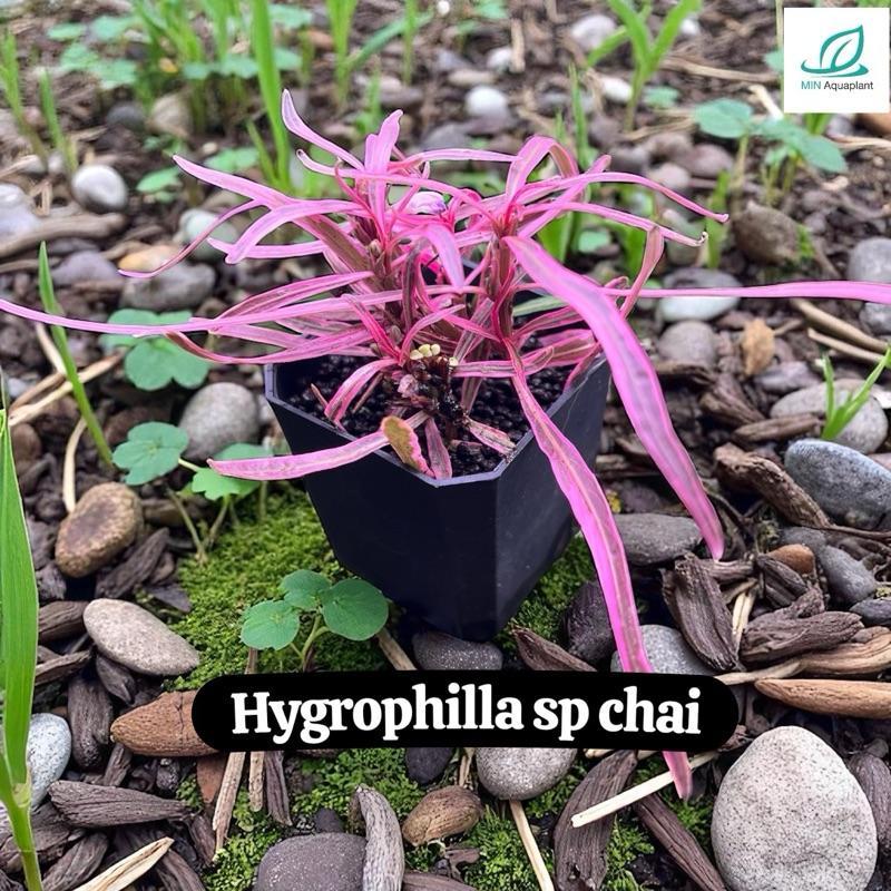MIN Hygrophilla sp chai สีขมพูแจ๋ แจสสสสุดเหวี้ยง