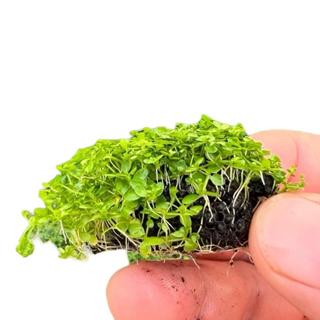 [MIN] Wabi วาบิหวีดจิ๋ว ไม้พื้นใบเล็กน่ารัก ใบจิ๋ว ไม้น้ำปูพ…