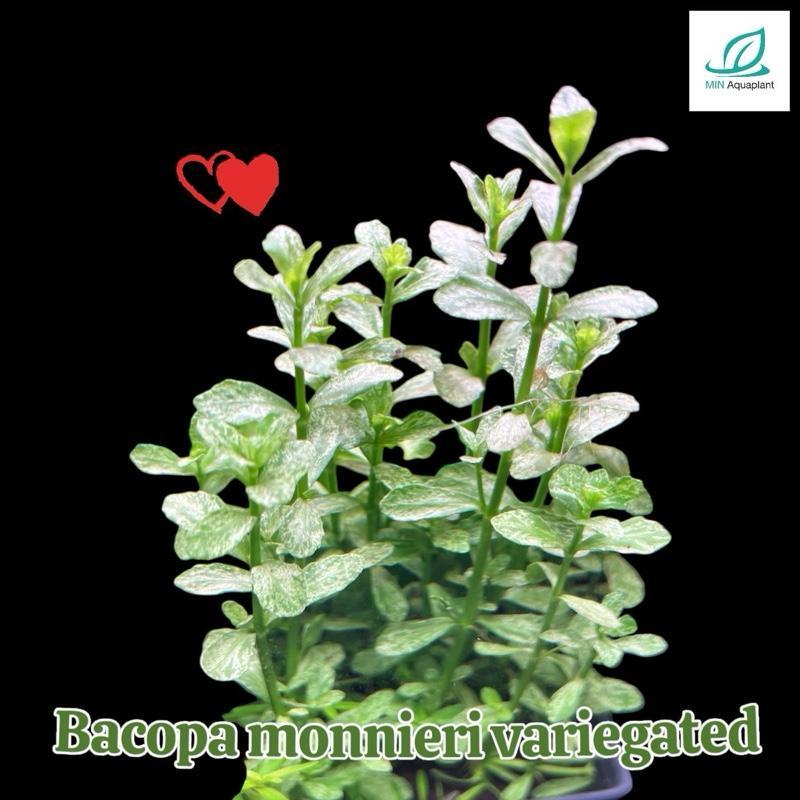 ไม้น้ำ  Bacopa monneri ด่าง สายเขียวที่ด่างแต่เลี้ยงง่ายมากๆ no co2 ✅