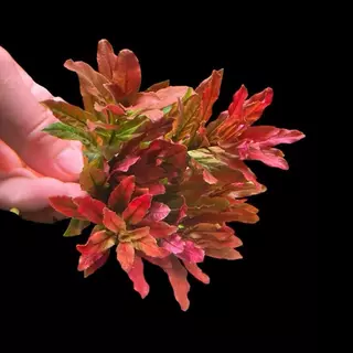 [MIN] ลัดวิเจียปิโลซ่า หรือ ludwigia sphaerocarpa /pilosa