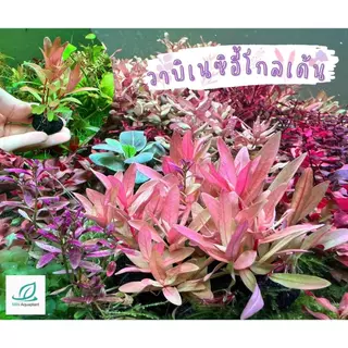 [MIN] วาบิเนซิอี้โกลเด้น พร้อมวางปลูก รากแน่น ใบน้ำ ไม้น้ำกลางตู้สึเหลืองเด่น สะดุดตาสุดๆ ตัดสีสรรได้ไม่น่าเบื่อ