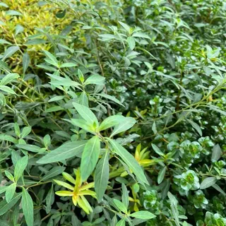 [MIN] ลัดวิเจียปิโลซ่า หรือ ludwigia sphaerocarpa /pilosa