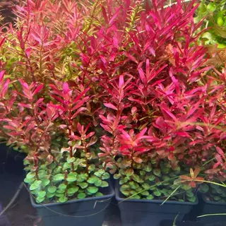 [MIN] Rotala colorata ไม้น้ำ ไม้แดงหลังตู้ ยอดนิยม แดงง่ายที่สุด no co2ได้ 15กิ่งต่อชุด