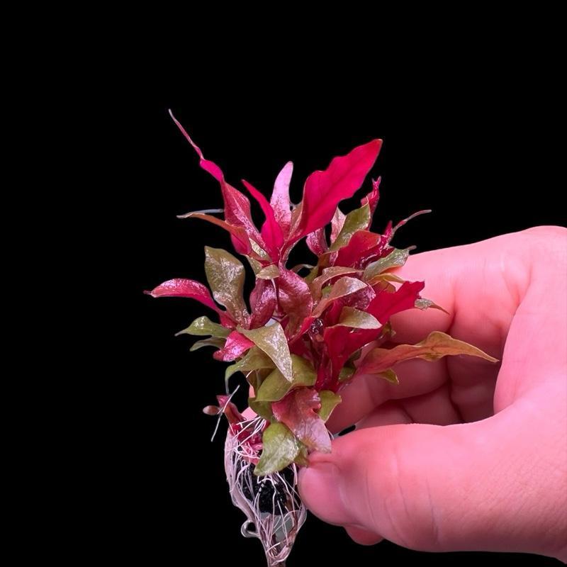 [MIN] Wabi เรเนเก้มินิ reinneckii mini ไม้น้ำหน้าตู้ยอดฮิตสีแดง