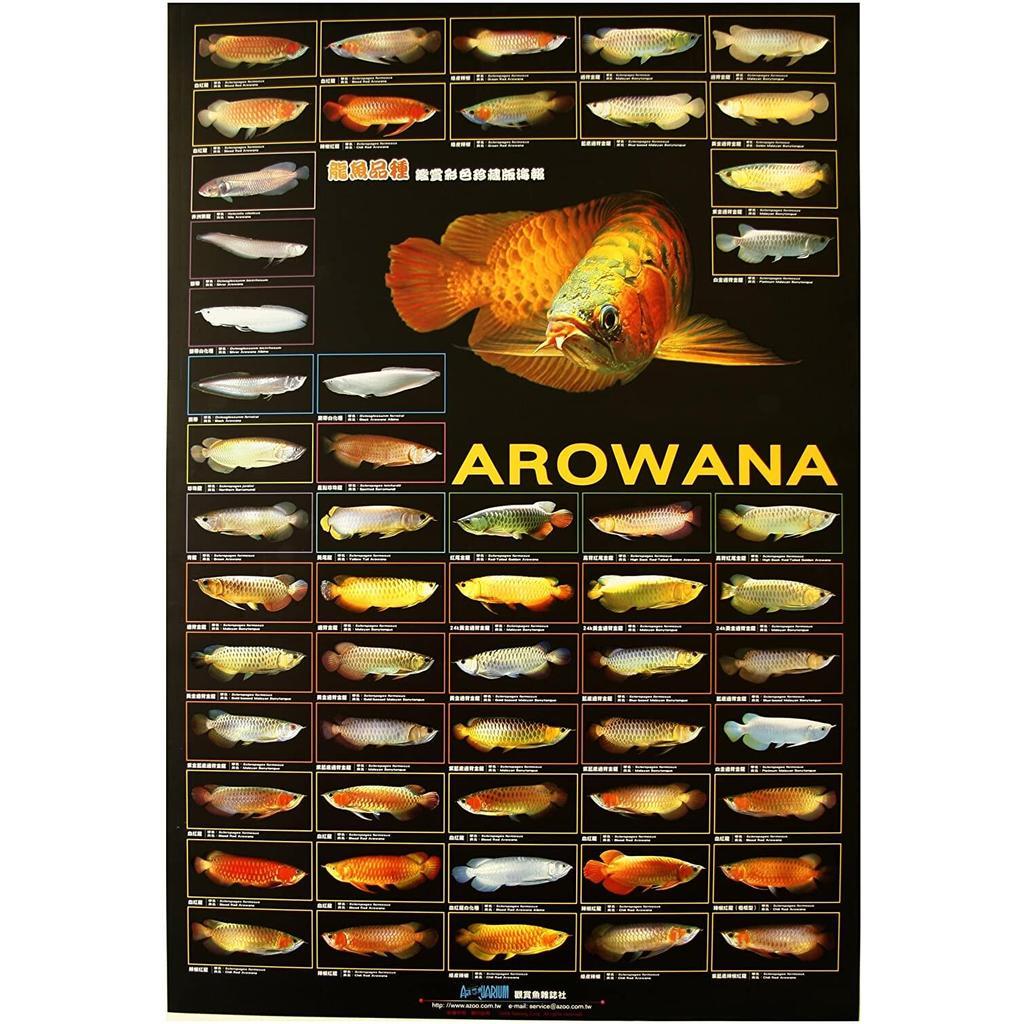 AZOO Arowana โปสเตอร์ XS2