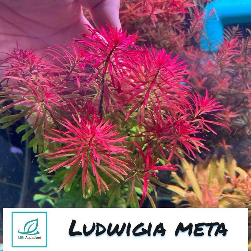 [MIN] Ludwigia meta ไม้ข้อสีแดงสะดุดตาเหมือนดอกไม้ไฟ