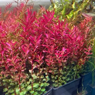 [MIN] Rotala colorata ไม้น้ำ ไม้แดงหลังตู้ ยอดนิยม แดงง่ายที่สุด no co2ได้ 15กิ่งต่อชุด