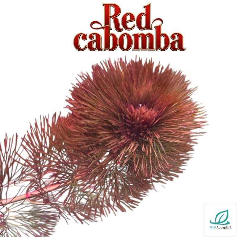 [MIN] คาบอมบ้าแดง red cabomba ดอกไม้ไฟใต้น้ำไม้น้ำหลังตู้ วอลุ่มสวยงามแดงมากถ้าไฟแรง สายอ่าง low tech ได้แต่จะแดงน้อย