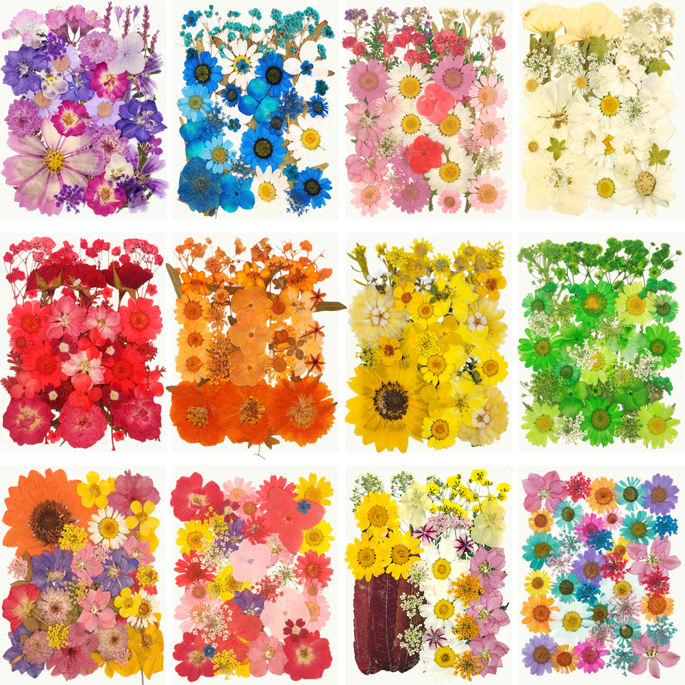 ดอกไม้แห้งอัดสําหรับทําของDIY, ศิลปะทาเล็บ, กรอบรูปภาพ, ที่คั่นหนังสือ, อีพ็อกซี่, เคสโทรศัพท์หยดกาว, หน้าสติ๊กเกอร์สําหรับตัวอย่างพืชดอกไม้จริง