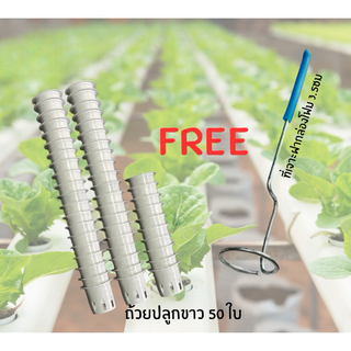 ถ้วยปลูกผักไฮโดรโปนิกส์ พร้อมที่เจาะ 50 / 100 / 200 ใบ