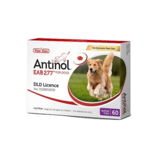 Antinol DOG 60 แคปซูล(หมดอายุ04/2024)แพ็คเกจใหม่ อาหารเสริมบำรุงข้อ ข้ออักเสบ 1 กล่องบรรจุ 60 เม็ด