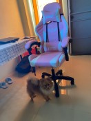reviewRabbitPunk เก้าอี้เกมมิ่ง Gaming Chair เก้าอี้เกมมิ่งที่ เก้าอี้ราคาถูก Racing Chair เก้าอี้gaming เก้าอี้เล่นเกม comment 5