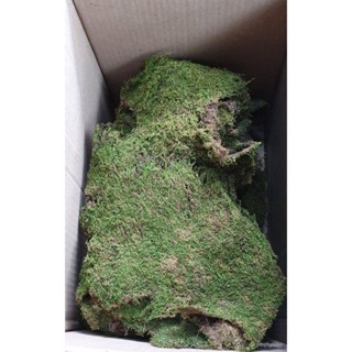 เมล็ด MOSS มอส พืชจิ๋ว เบาะสัตว์เลื้อยคลาน Terrarium Bonsai Decor ป่าธรรมชาติ พรม No.003 งอก