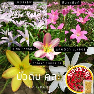 เมล็ดอวบอ้วน100%บัวดิน คละ5สี หลากหลายสายพันธุ์ 10 หัวเมล็ดพันธุ์GrassKaleCosmosChamomileZinniaCabbageFlowerManilaSunflo