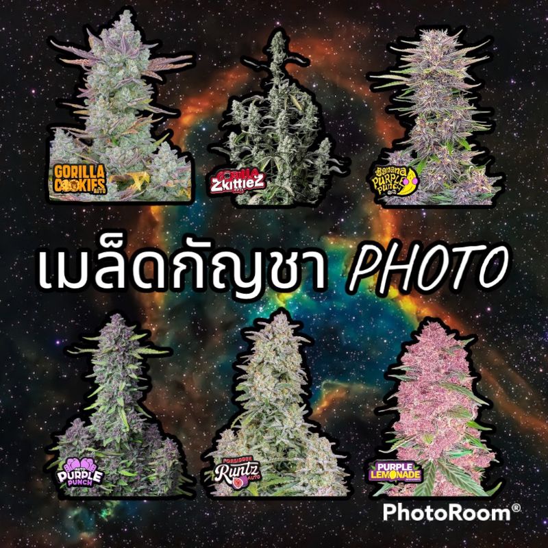 เมล็ดโฟโต้แท้ คัดพิเศษ แถมฟรีปุ๋ยฮอร์โมน×3 รับประกันกันการงอกและสายพันธุ์