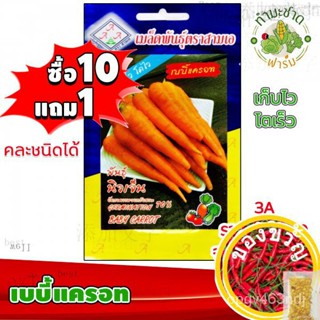 [10แถม1] 3A เมล็ดพันธุ์ เบบี้แครอท 500  เมล็ด เก็บเร็ว โตไว เมล็ดพันธุ์สามเอ BABY CARROT เมล็ดผักสวนครัว เมล็ดพืช KGRR