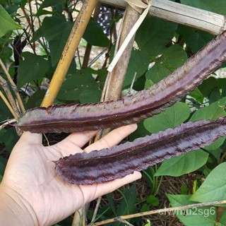 เมล็ด ขายดี ถั่วพูสีม่วง (Purple Winged Bean Seed) บรรจุ 10 เมล็ด คุณภาพดี ราคาถูก ของแท้ 100% ขายดี
