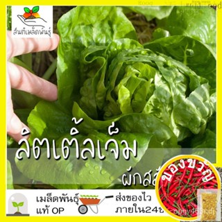 เมล็ดอวบอ้วน100%เมล็ดพันธุ์ ผักสลัด ลิตเติ้ลเจ็ม 1000 เมล็ด Little Gem Lettuce เมล็ดพันธุ์แท้ นำเข้าจากต่างประเทศ ปลูกผั