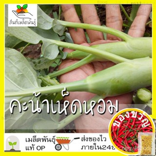 เมล็ดพันธุ์เมล็ดพันธุ์ คะน้า เห็ดหอม 1000 เมล็ด Chinese Kale seed เมล็ดพันธุ์แท้ นำเข้าจากต่างประเทศ ปลูกผัก สวนครัว ถูก