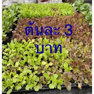 ต้นกล้าผักสลัด ต้นกล้าผักสวนครัว (อายุ15-20วัน)  พร้อมปลูก ชุดละ 50ต้น 🌱50 Baby Lettuce for homegrown