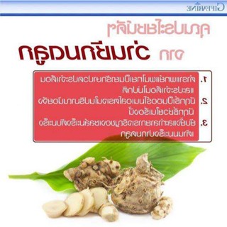 เมล็ด 1 กิโลกรัม ว่านชักมดลูก (Temulawak) หัวสด ใช้งอกได้ ใช้ทานได้ (Curcuma comosa Roxb.) ชื่ออื่นๆ ว่า ว่ งอก