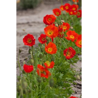 เมล็ด งอก ไอซ์แลนด์ป็อปปี้ papaver nudicaule iceland poppy 1000 เมล็ด งอกนำเข้าจาก อังกฤษ งอก