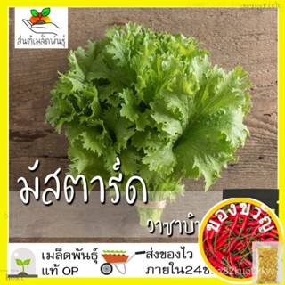 เมล็ดอวบอ้วน100%，ไทยในสต็อกพร้อมส่งเมล็ดพันธุ์ มัสตาร์ด วาซาบินา 200 เมล็ด Wasabina Mustard seed เมล็ดพันธุ์แท้ นำเข้าจา