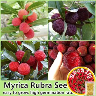 เมล็ดอวบอ้วน100%จุดประเทศไทย 20เมล็ด/ห่อ เมล็ดพันธุ์ เบย์เบอรี่ Myrica Rubra Plants Seed (Fruit Seeds for planting) ต้นพ