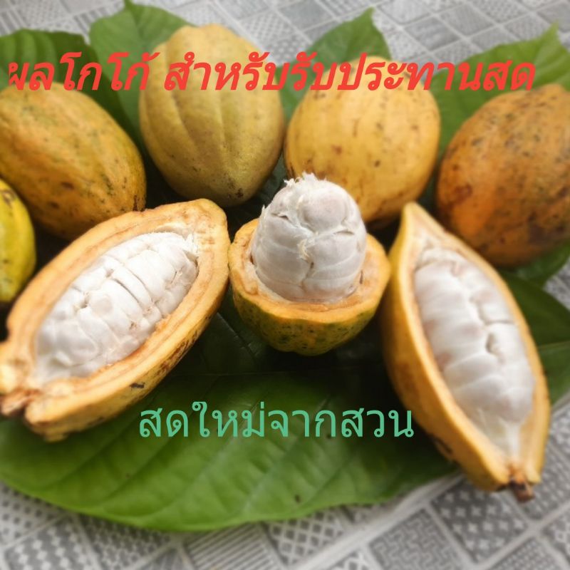 โกโก้ ผลโกโก้สด สำหรับรับประทานสด,ทำเครื่องดื่ม,ทำช๊อคโกแลตหรือเพาะเมล็ด ขนาด2-3ลูก/1กิโลกรัม