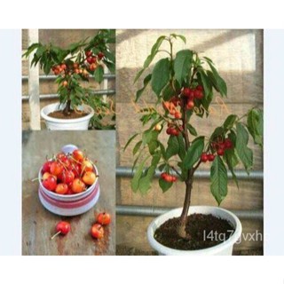 เมล็ด 10 เมล็ด เมล็ดเชอร์รี (Cherry) Cherry Bonsai tree Seeds ของแท้ 100% อัตรางอก 70-80% มีคู่มือคละ คละใ ปล