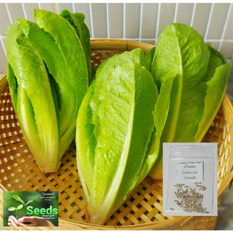 เมล็ดพันธุ์ สลัดกรีนคอส100เมล็ด [ 10แถม2 ] คละได้