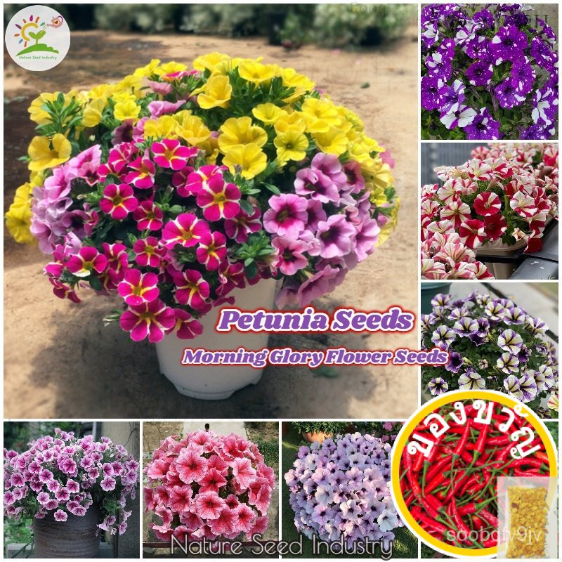 ฮูดดี้ 4U1Y4F3y8RjPz