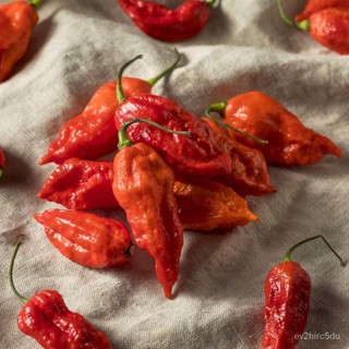 เมล็ด ขายดี พริกบุตโจโลเกีย (Bhut Jolokia Pepper Seed) บรรจุ 20 เมล็ด  คุณภาพดี ราคาถูก ของแท้ 100% ขายดี