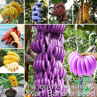 เมล็ด *ขายงอก/ประเทศไทยพร้อมสต็อก* งอกง่าย 50 เมล็ด เมล็ดกล้วยแคระ Dwarf Banana Seeds กล้วยแคระ เมล งอก