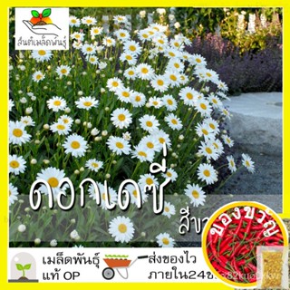 เมล็ดอวบอ้วน100%，ไทยในสต็อกพร้อมส่งเมล็ดพันธุ์ ดอกเดซี่ สีขาว 200 เมล็ด Silver Princess Shasta Daisy Seed เมล็ดพันธุ์แท้
