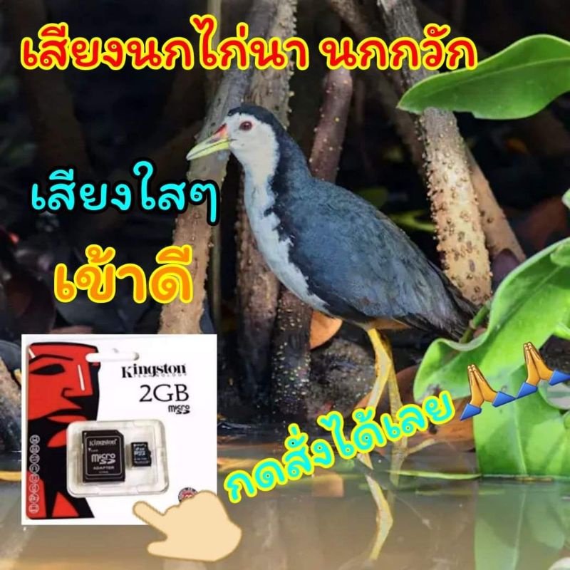 เสียงนกกวัก นกไก่นา เสียงใสเข้าดี มีบริการเก็บปลายทาง